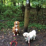 Foto van Sigrid, Sandy, Diva & Nala