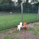Foto van Sigrid, Sandy, Diva & Nala