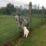 Foto van Sigrid, Sandy, Diva & Nala