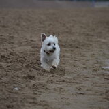 Foto van Suus & baasje