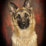 mijn lieve doggy [L]