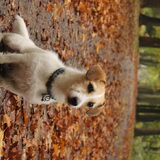 Herfstwandeling