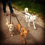 Foto van Team Podenco ( Luuk)