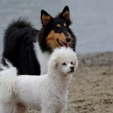 Foto van ~ Luna & Lèxi ~