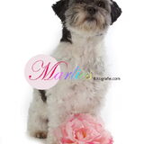 Foto van Lisa; Bobbie, Bentley & Lilly