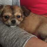 Foto van Lisa; Bobbie, Bentley & Lilly