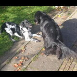 Foto van Doortje & Tibbe