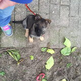 Foto van amster