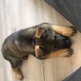 Foto van amster