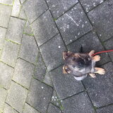 Foto van amster