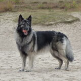 Foto van nicky