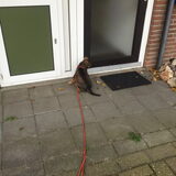 Foto van amster