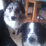 Foto van Angelique; Bruno, Charlie & Fenna