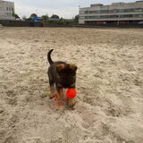Foto van amster