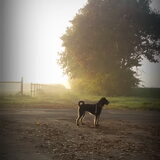 Foto van Ciska en Spanjaardje Moh (Bambi r.i.p.)