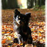Foto van Shauni  *Sky~Jinx~Sansa~Hypno*