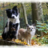Foto van Shauni  *Sky~Jinx~Sansa~Hypno*
