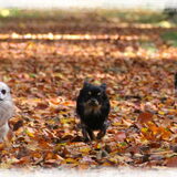Foto van Shauni  *Sky~Jinx~Sansa~Hypno*