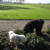 Foto van sylvia