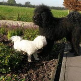 Foto van sylvia