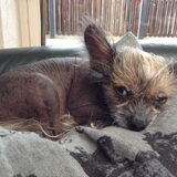 Onze Fuzzy, Speels, lief, en vooral GEliefd. H Hij heeft negen…