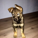 Foto van amster