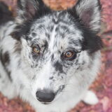 Foto van Angelique; Bruno, Charlie & Fenna