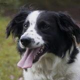 Foto van Angelique; Bruno, Charlie & Fenna