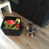 Foto van amster
