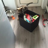Foto van amster