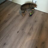 Foto van amster