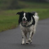 Foto van Angelique; Bruno, Charlie & Fenna