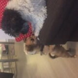 Foto van Lisa; Bobbie, Bentley & Lilly