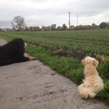 Foto van Ilse met haar schatjes: Binny & Stoetel