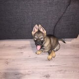 Foto van amster