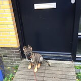 Foto van amster
