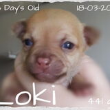 Foto van Clau & Kids en Jessie & Loki