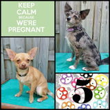 Foto van Clau & Kids en Jessie & Loki
