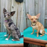 Foto van Clau & Kids en Jessie & Loki