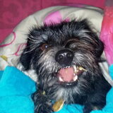 Foto van Ciska en Spanjaardje Moh (Bambi r.i.p.)
