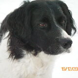 Zorro