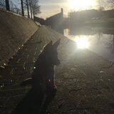 Foto van amster