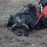 Foto van Ciska en Spanjaardje Moh (Bambi r.i.p.)
