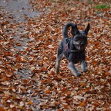 Foto van Ciska en Spanjaardje Moh (Bambi r.i.p.)
