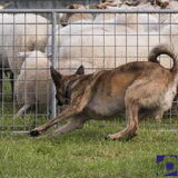 Foto van Dutchshepherdteam