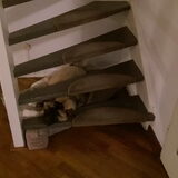 Foto van Jackie en Kiba:)