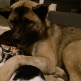 Foto van Jackie en Kiba:)