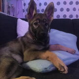 Foto van amster