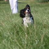 Rennen door het hoge gras