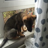 Foto van amster